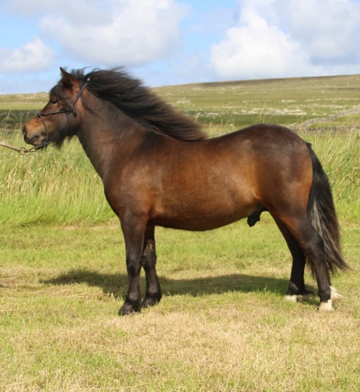 Clibberswick Gallantily (BN0228), Dark Bay with White Markings Standard Unlicensed Colt DOB: 14th May 2024