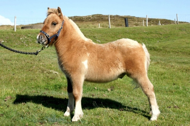 Brygarth Ranger (BP0557), Chestnut Dun & White Standard Colt Foal DOB: 11th May 2025