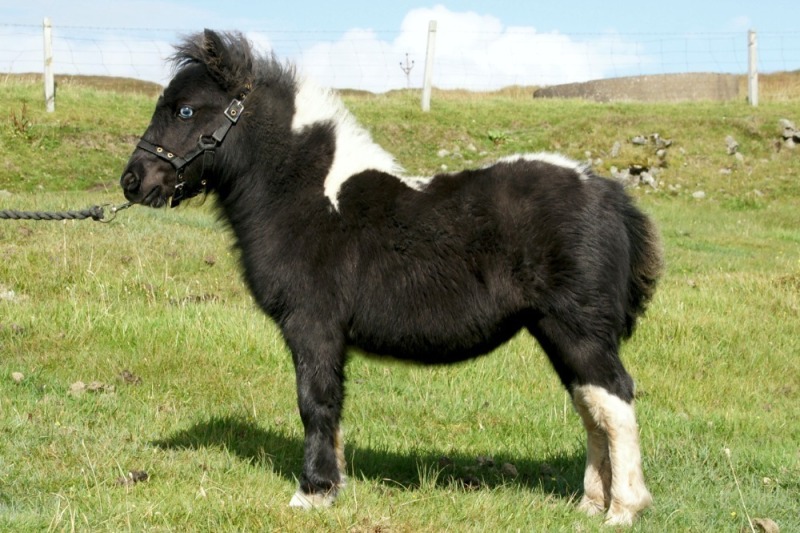 Brygarth Raspberry Blue (BP0553), Piebald Miniature Filly Foal DOB: 10th May 2025