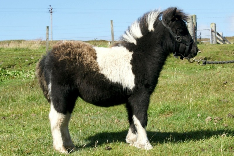 Brygarth Razzle Dazzle (BP0556), Piebald Miniature Filly Foal DOB: 5th May 2025