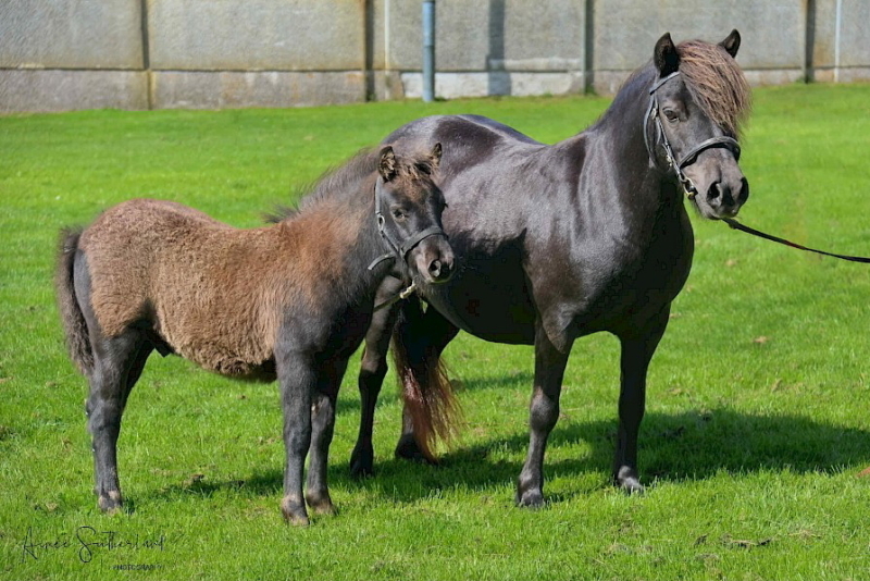 Bigton Jura (BP0749), Black Standard Colt Foal DOB: 21st May 2025