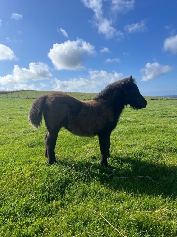 Bigton Jessie (BP0748), Black Standard Filly Foal DOB: 1st June 2025