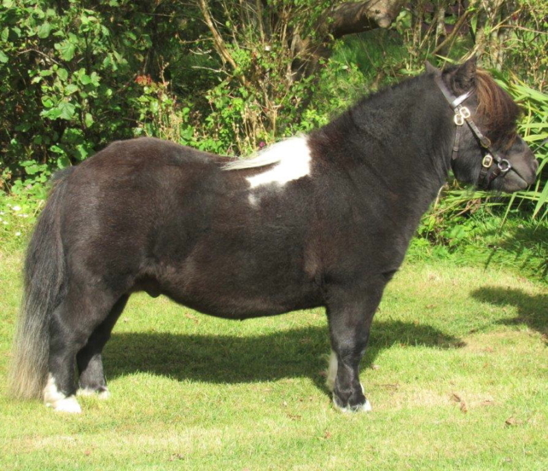 Merrylees Hombre (BM0590), Piebald Miniature Unlicensed Colt DOB: 3rd April 2023