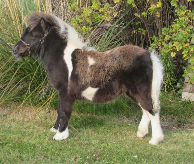 Breckenlea Glamour (BP0282), Piebald Miniature Filly Foal DOB: 18th May 2025
