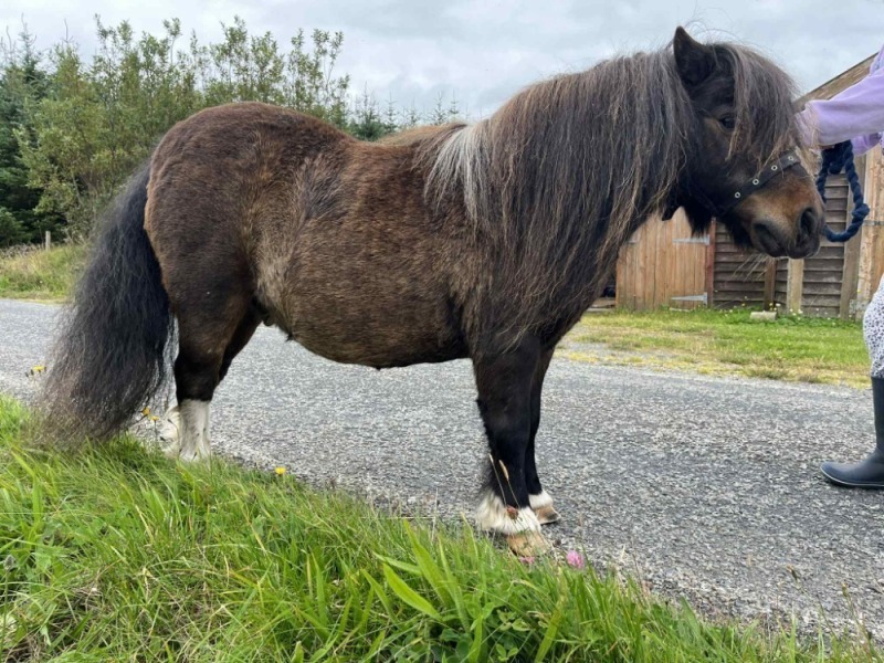 Setterhall Sleipnir (AZ0249/G13), Bay & White 34" Gelding DOB: 6th June 2011