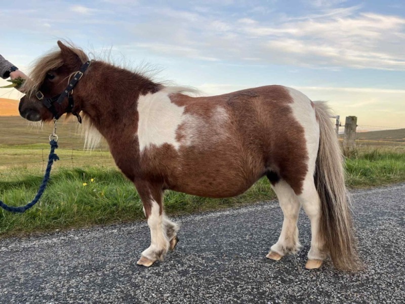 Setterhall Helgi (AT2766), Skewbald 34" Mare DOB: 21st June 2007
