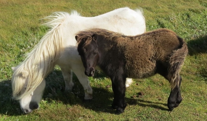 Foula Dusk (BP0309), Black Miniature Colt Foal DOB: 12th May 2025