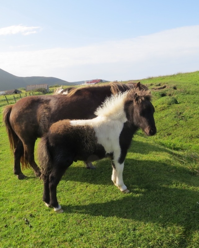 Foula Dazzle (BP0308), Piebald Miniature Colt Foal DOB: 16th May 2025