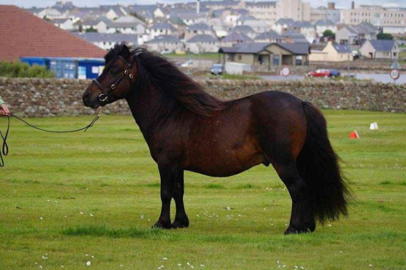 Clivocast Napoleon (AT3086/S10), Bay 39" Stallion DOB: 30th April 2007