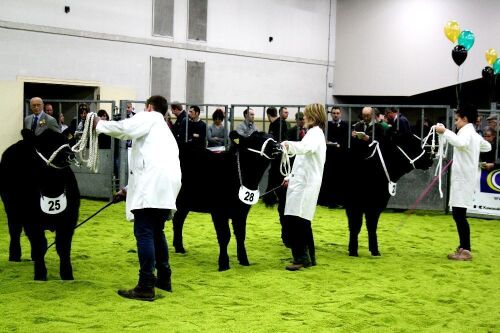 VIEWING OF THE EXCHANGE JUDGING - CHRISTMAS CLASSIC