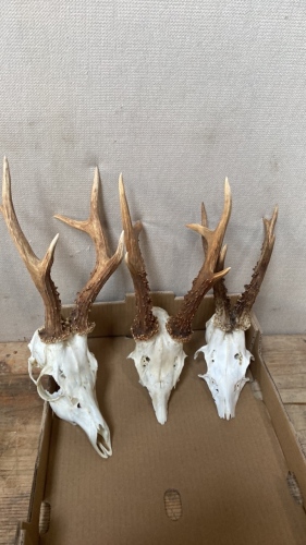 BOX-3 SMALL DEER SKULLS