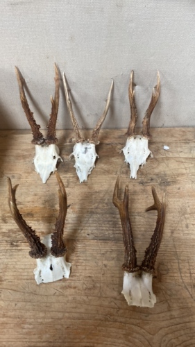 BOX-5 SMALL DEER SKULLS