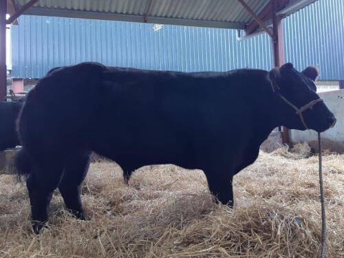 Aberdeen-Angus Cross Bullock 27th February 2021