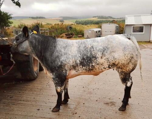 British Blue cross Heifer 17th April 2021