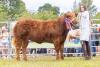 Limousin Cross Heifer 31st March 2021