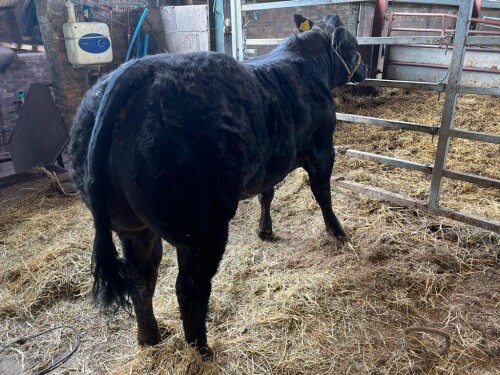 Limousin Cross Heifer 20th June 2021