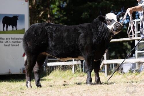 British Blue cross Heifer 28th September 2021