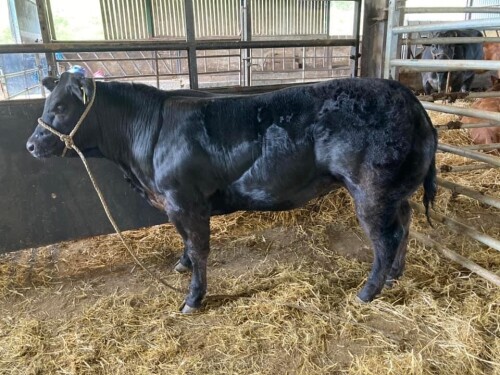 Limousin Cross Heifer 14th August 2021