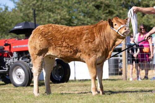 Limousin Cross Heifer 3rd February 2022