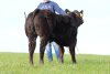 Limousin Cross Bullock 5th March 2022