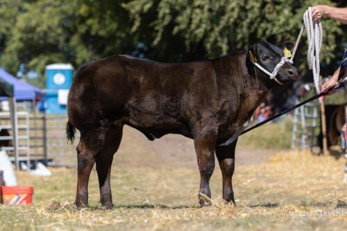 British Blue cross Bullock 26th April 2022