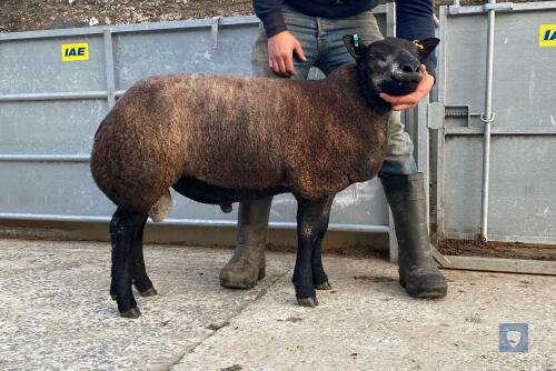 Blue Texel Ram Lamb, Single DOB: 17th February 2021