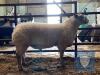Charollais Ram Lamb, Triplet DOB: 10th December 2020