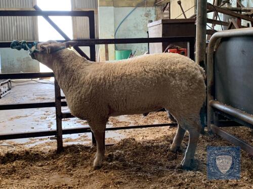 Charolais Ram Lamb, Triplet DOB: 9th December 2020
