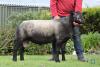 Blue Texel Shearling, Single DOB: 24th February 2020