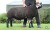 Blue Texel Ram Lamb, Twin DOB: 7th February 2021