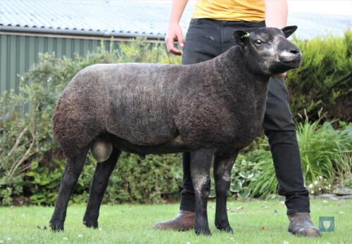 Blue Texel Ram Lamb, Single DOB: 28th January 2021