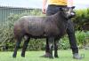 Blue Texel Ram Lamb, Single DOB: 28th January 2021