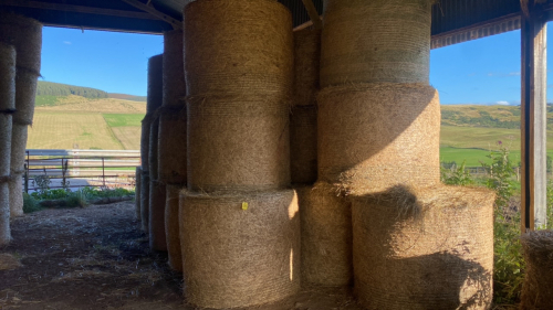 28 BALES OF HAY (2021)