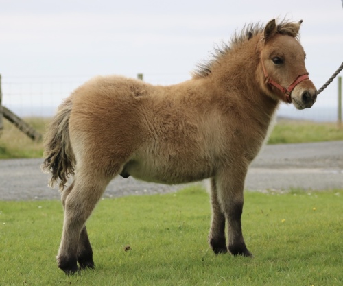 Burnside Fleetwood (BK0331), Bay Dun Standard Colt Foal DOB: 13th May 2022