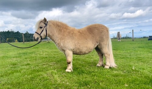 Eliza's Cream of Baileys BB1278/M18 (Registered) SINGLE 11 May 2014 - MINIATURE – MARE 31”