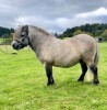 Helawi Highland Laddie BD1394/S18 (356087) (Registered) SINGLE 21 May 2016 - MINIATURE – LICENSED STALLION 33”