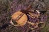 Klibbers - Handmade to a traditional design using oak, pine, copper roves, jute and manila rope. These klibbers are fully adjustable to fit any size or shape of Shetland pony. New and unused.