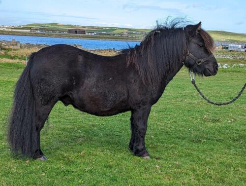 Grutness Xerxis (BH0356), Black Standard Unlicensed Colt DOB 4th May 2020