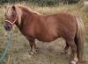 Merkisayre Divine BA1838/M19 (Registered) SINGLE 02 Jun 2013 - STANDARD – MARE 39” APPROX