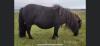 Kingsknowe Winn-Dixie BB1631/M21 (Registered) SINGLE 05 May 2014 - MINIATURE – MARE 32” APPROX