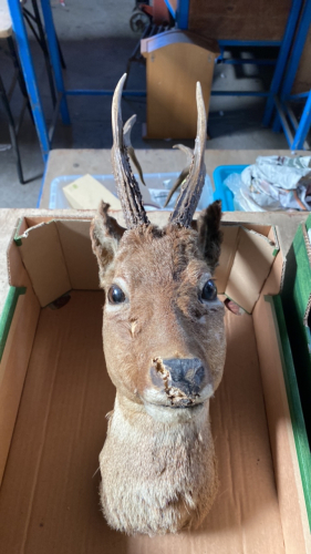BOX DEERS HEAD