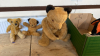 BOX SOFT TOYS TEDDIES ETC