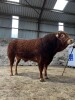 LIMOUSIN - BULL, DOB: 12th March 2021, Animal Name: KYPE STEWART