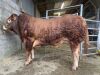 LIMOUSIN - BULL,  DOB: 18th February 2021,  Animal Name: WEDDERBURN SUPERBOY