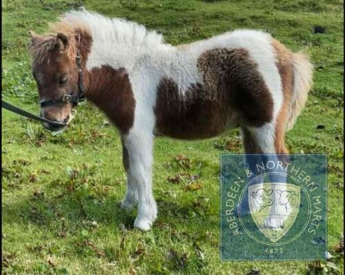 Sparko of Berry (BJ0335) Skewbald Miniature Colt Foal 22nd May 2021