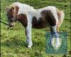 Sparko of Berry (BJ0335) Skewbald Miniature Colt Foal 22nd May 2021