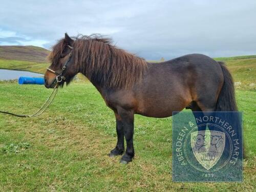 Lunna Denby (BA0056/S17) Bay 39" Licensed Stallion 6th May 2012