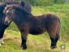 Koistie Rockefella Bear (BJ0459) Bay Miniature Colt Foal 11th May 2021