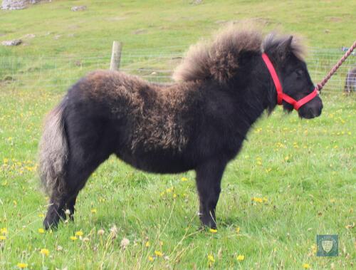 Ebony of Brygarth (BJ0186) Black Miniature Filly Foal 7th May 2021