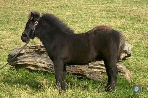 Hollydell Rifleman (BJ0113) Black Standard Colt Foal 10th May 2021